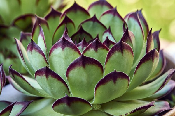 Le pouvoir des plantes dans votre routine beauté
